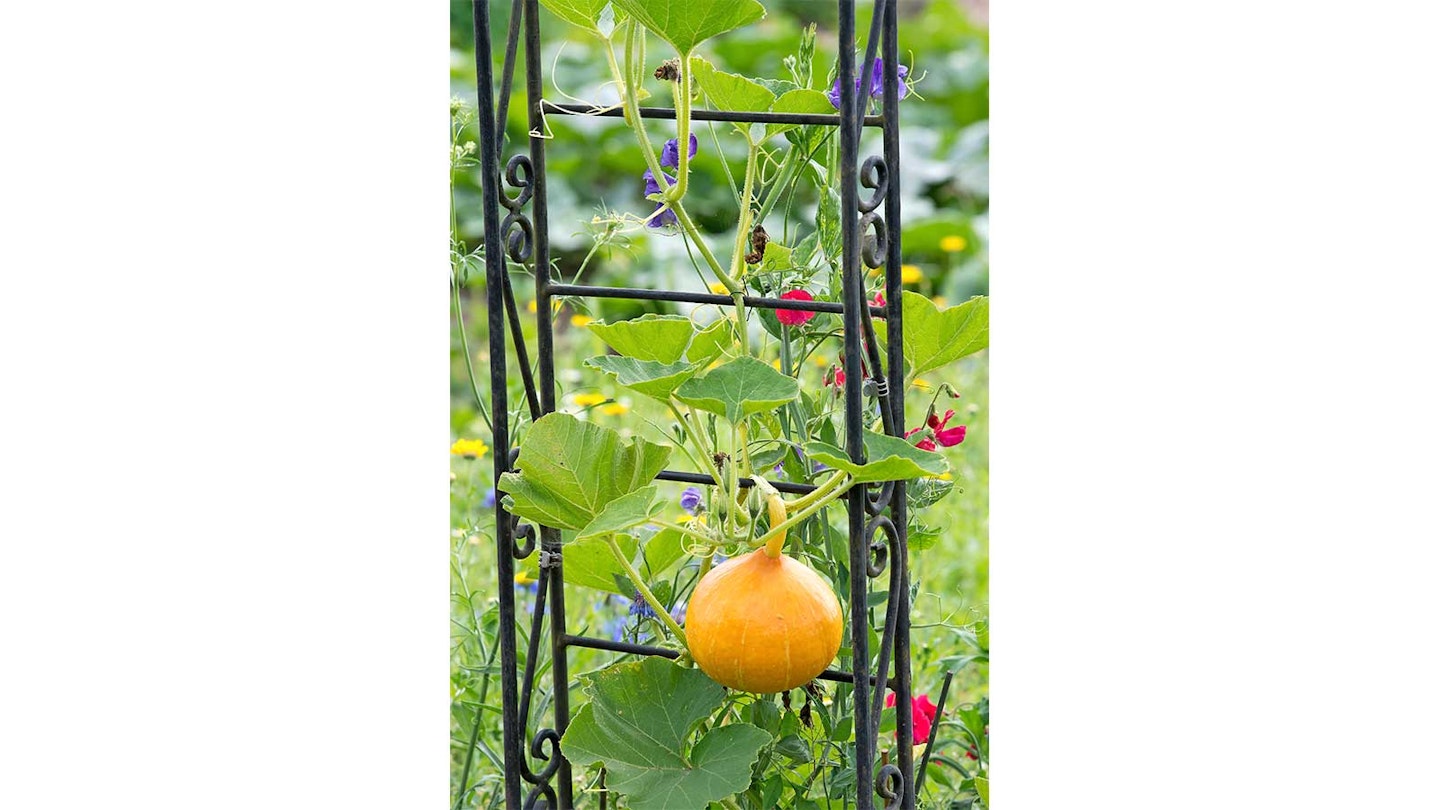 squash on an arbour