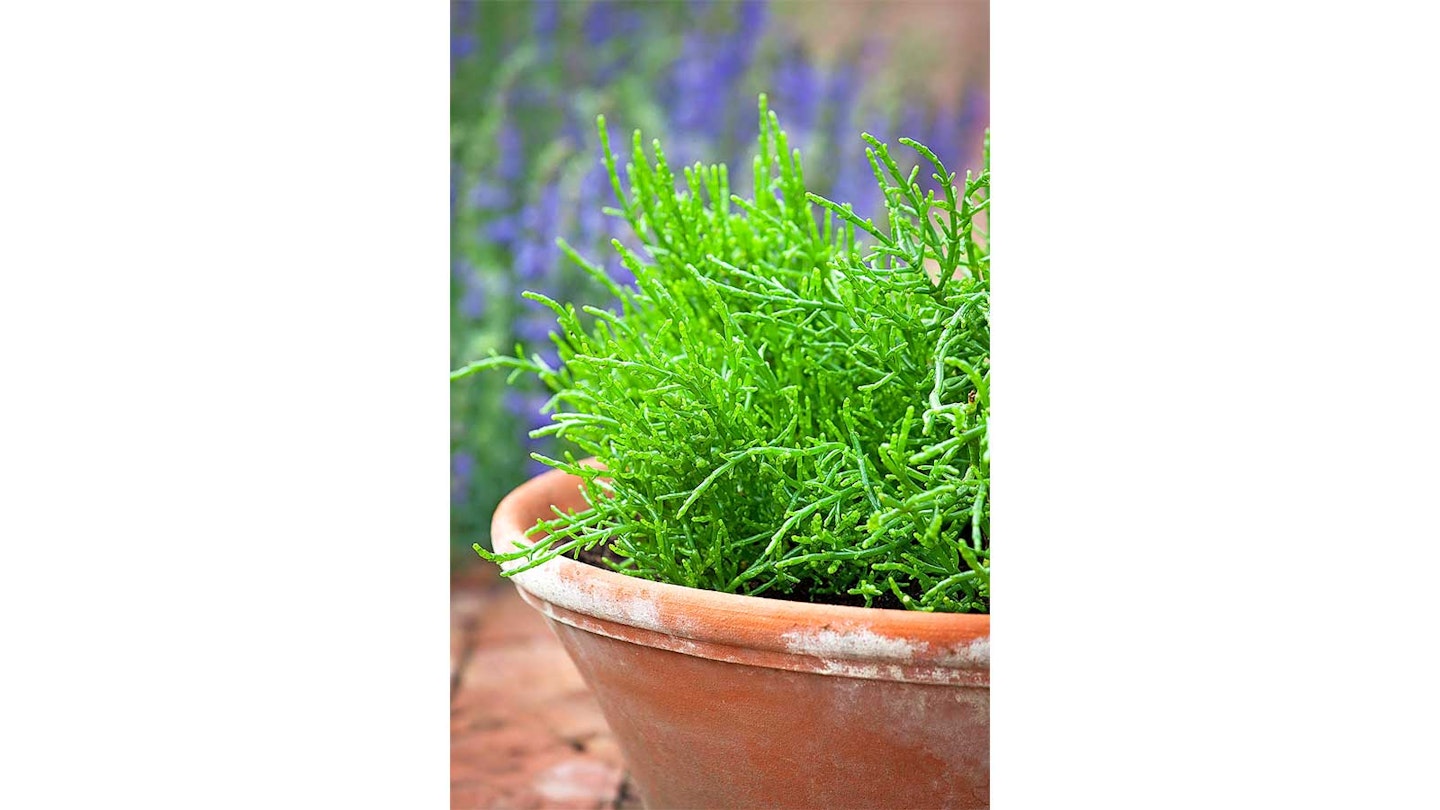 dill in a terracotta pot