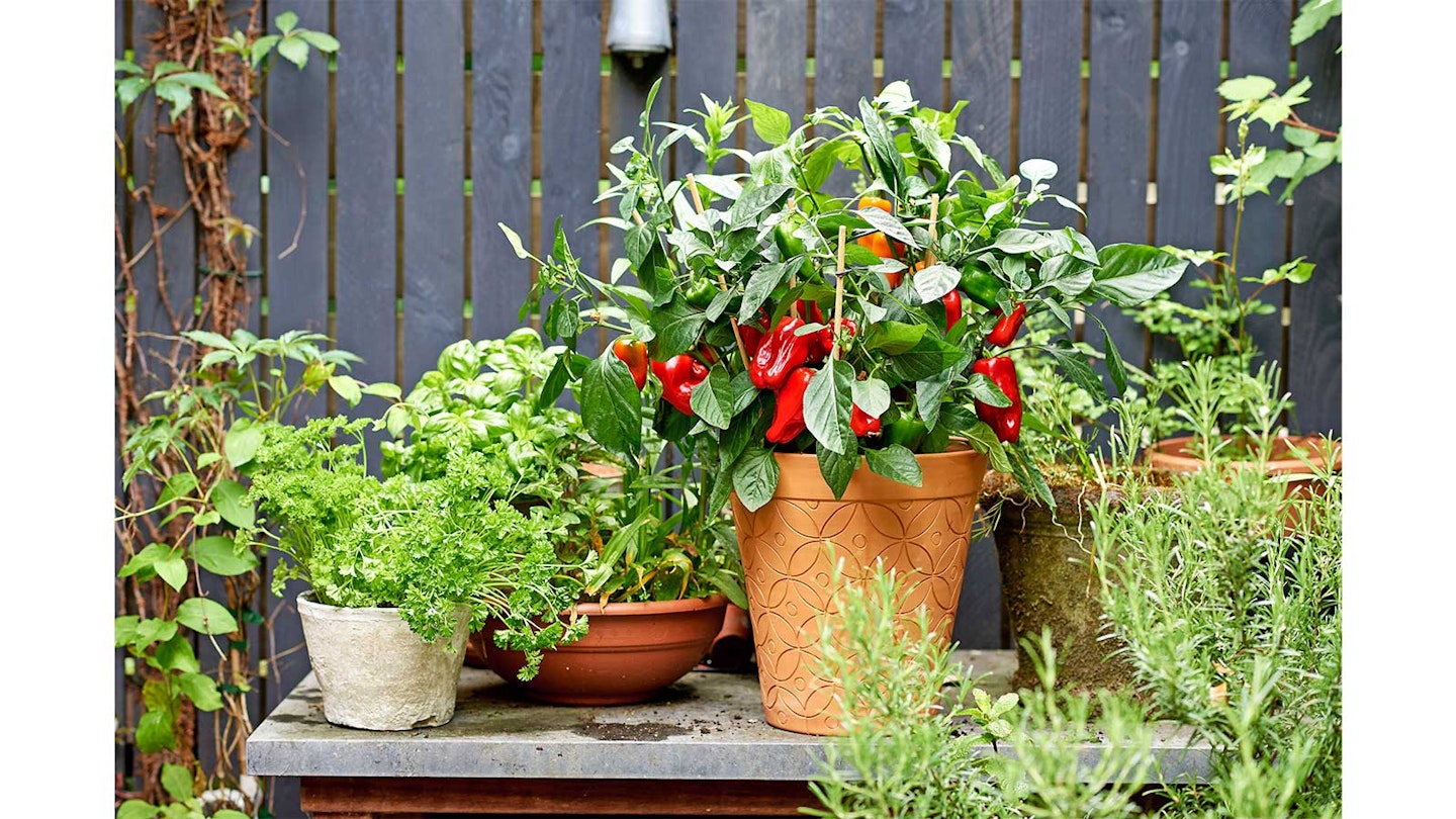 pot of red peppers on a shelf in sunny garden