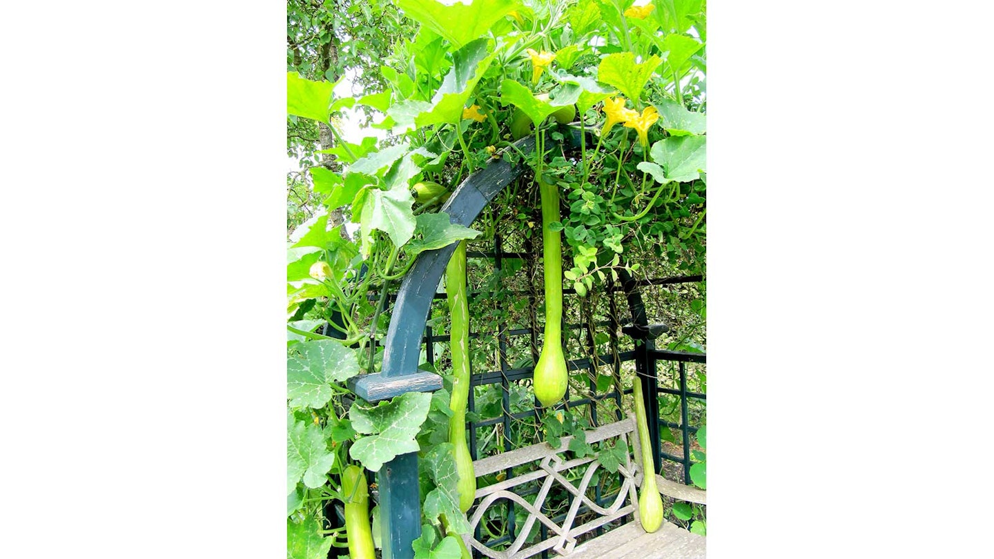 tromboncino squat growing over an arch in a garden