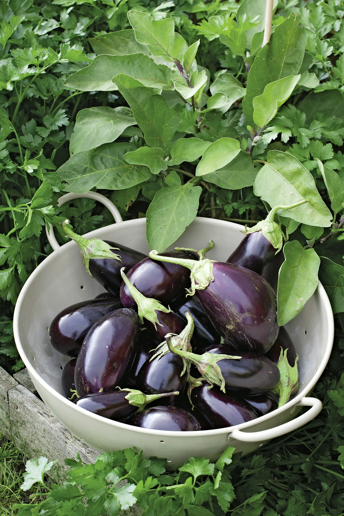 aubergines in a bowl in a garden
