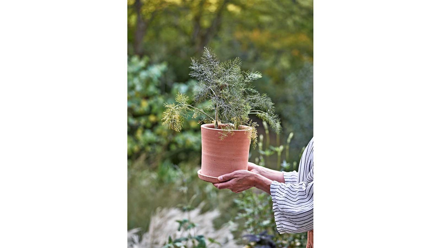 woman holding terracotta pot of dill in garden