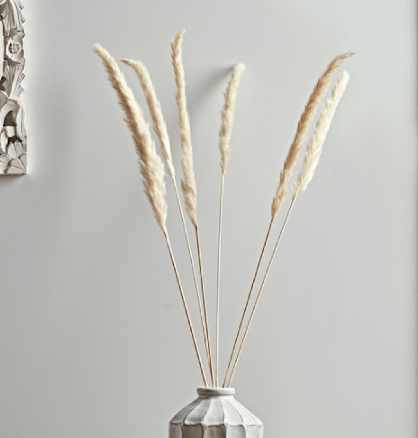 Cox and Cox six dried pampas grass stems