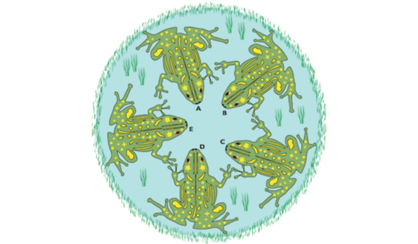 frog brain teaser