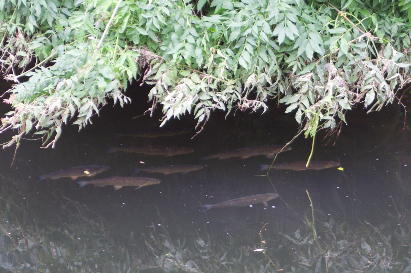 Chub are thriving on some UK rivers