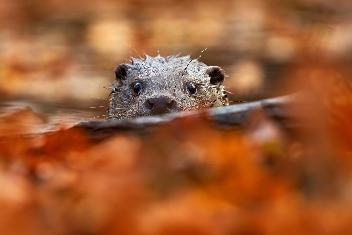 "They’re aware of the threat otters pose, unlike those fish that came before them,"