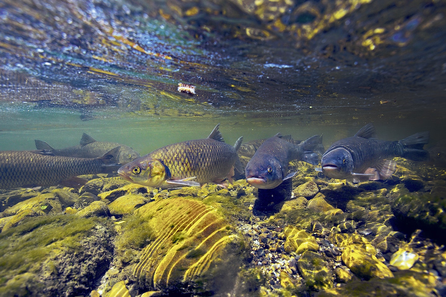 "Chub are opportunistic feeders and will take advantage of any food source"