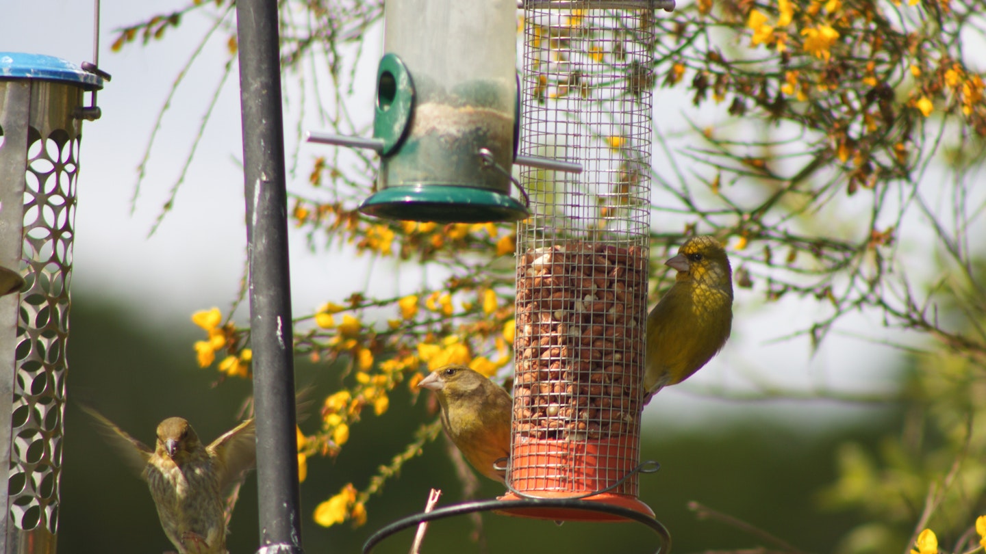 Bird feeding station
