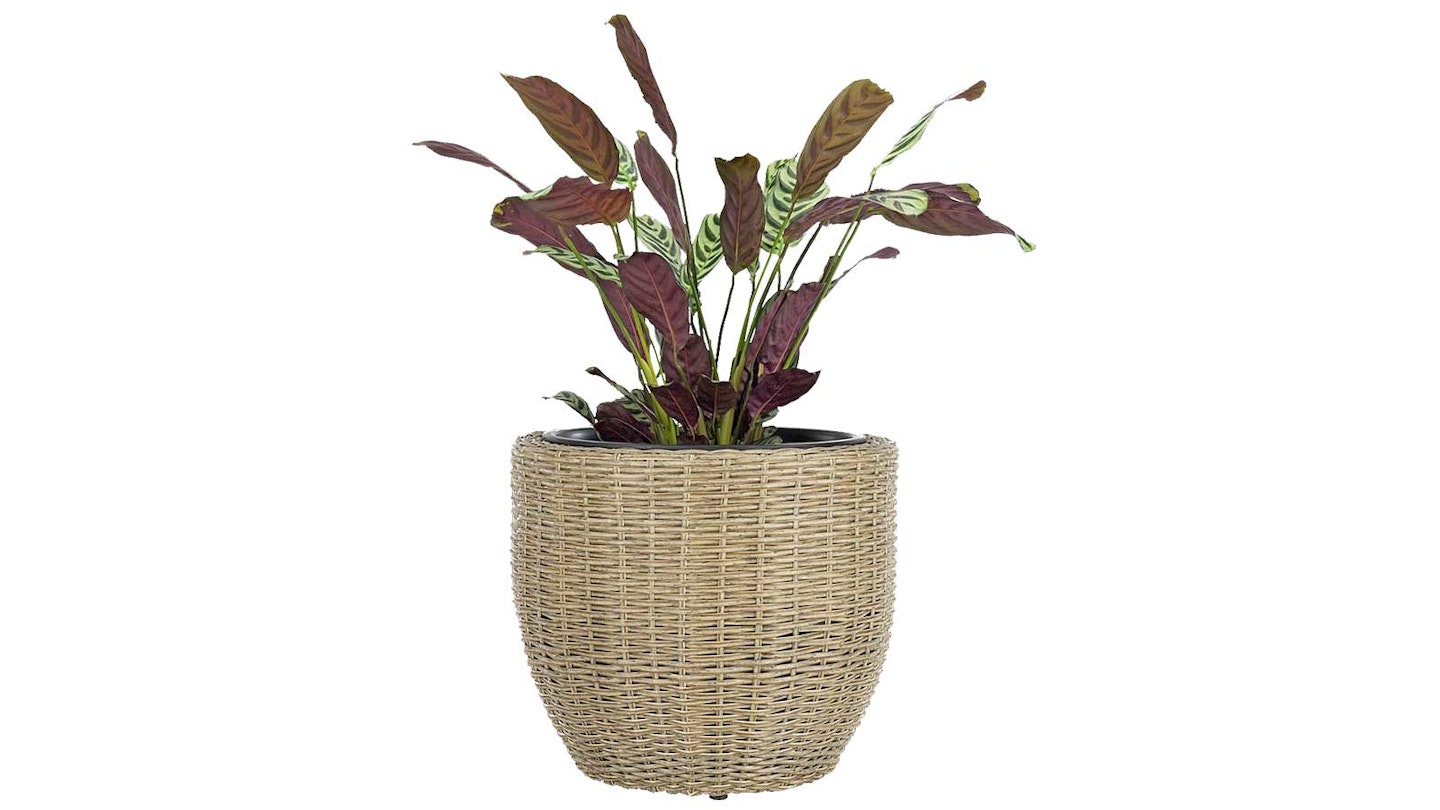basket plant pot