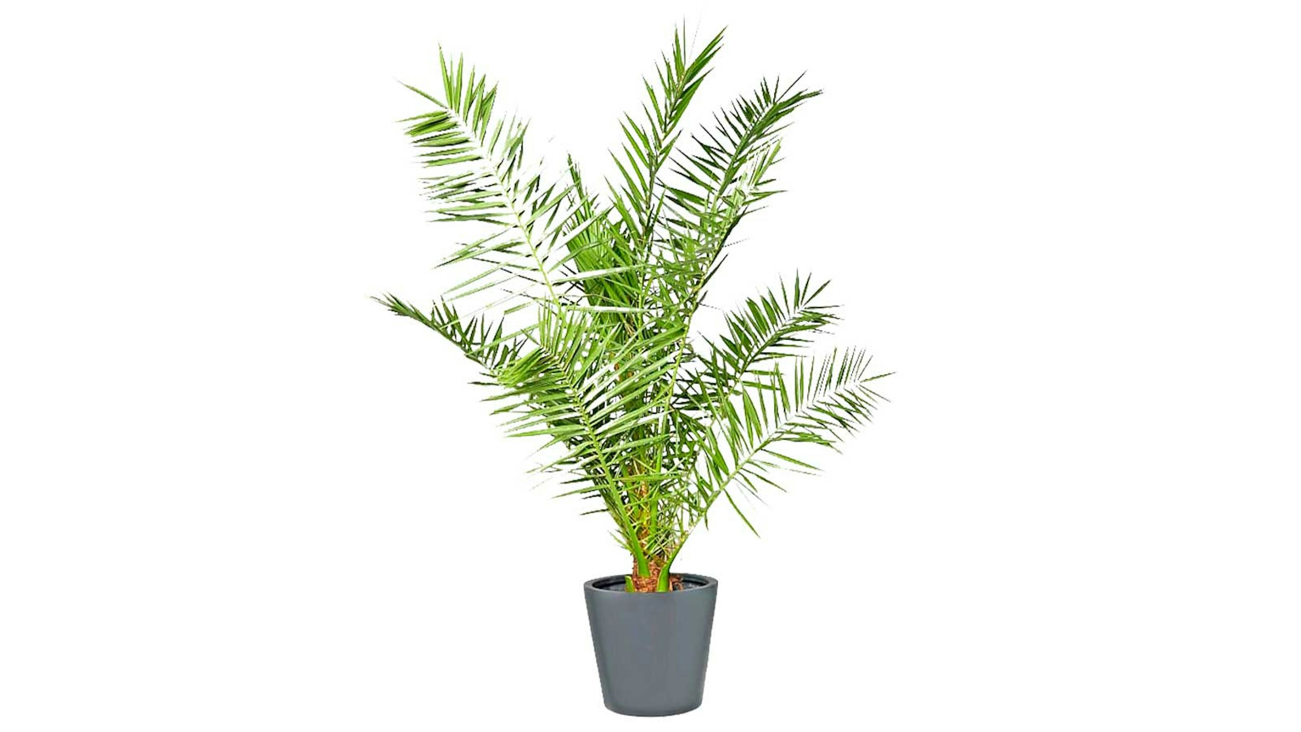palm plant in black pot