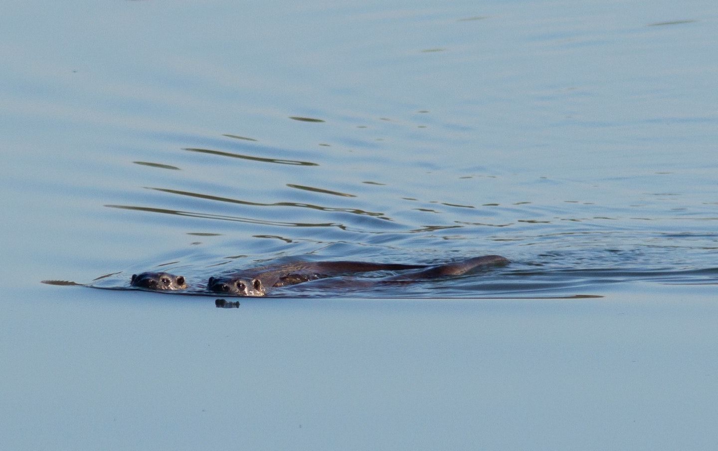 Otters