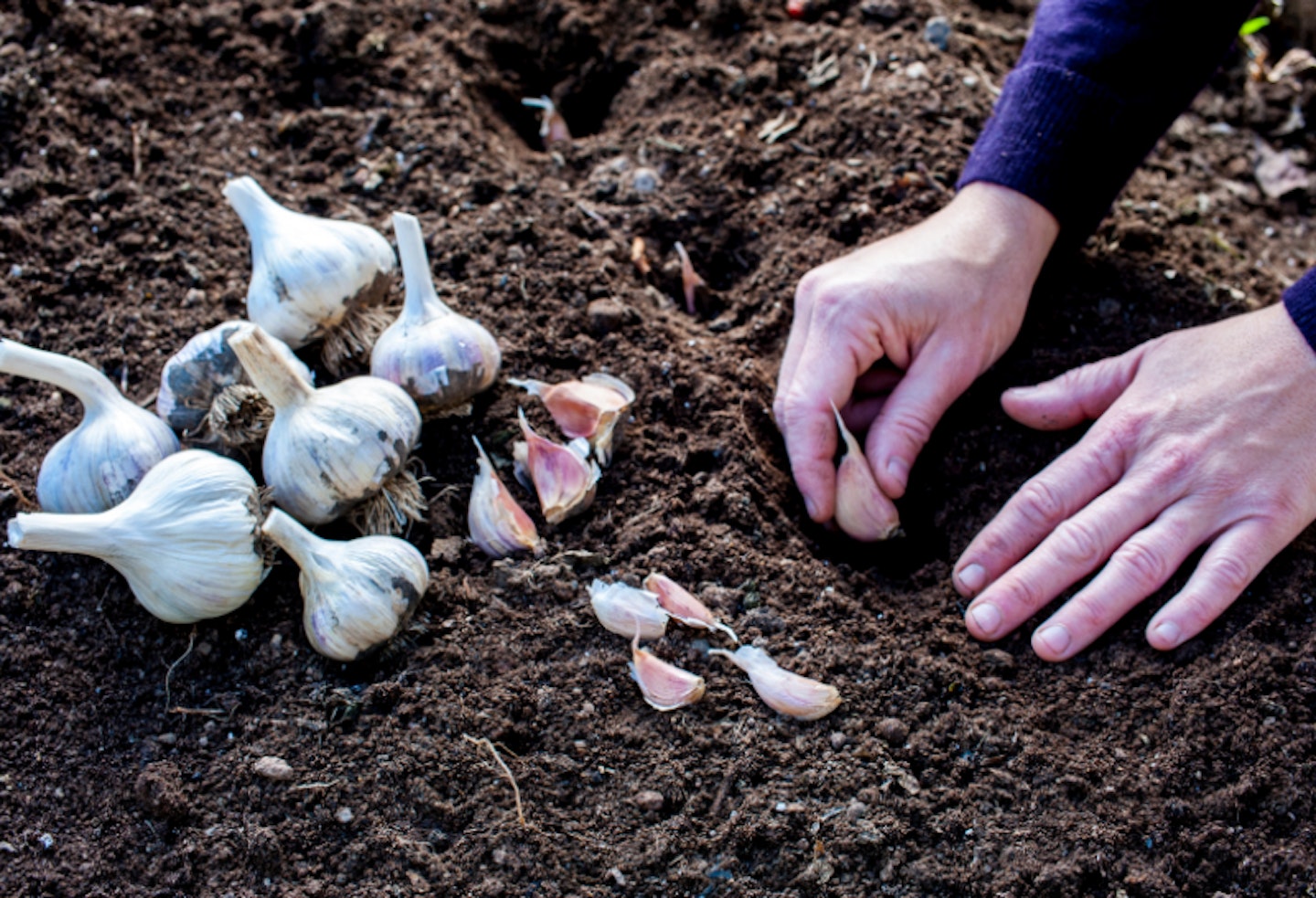woman planting garlic