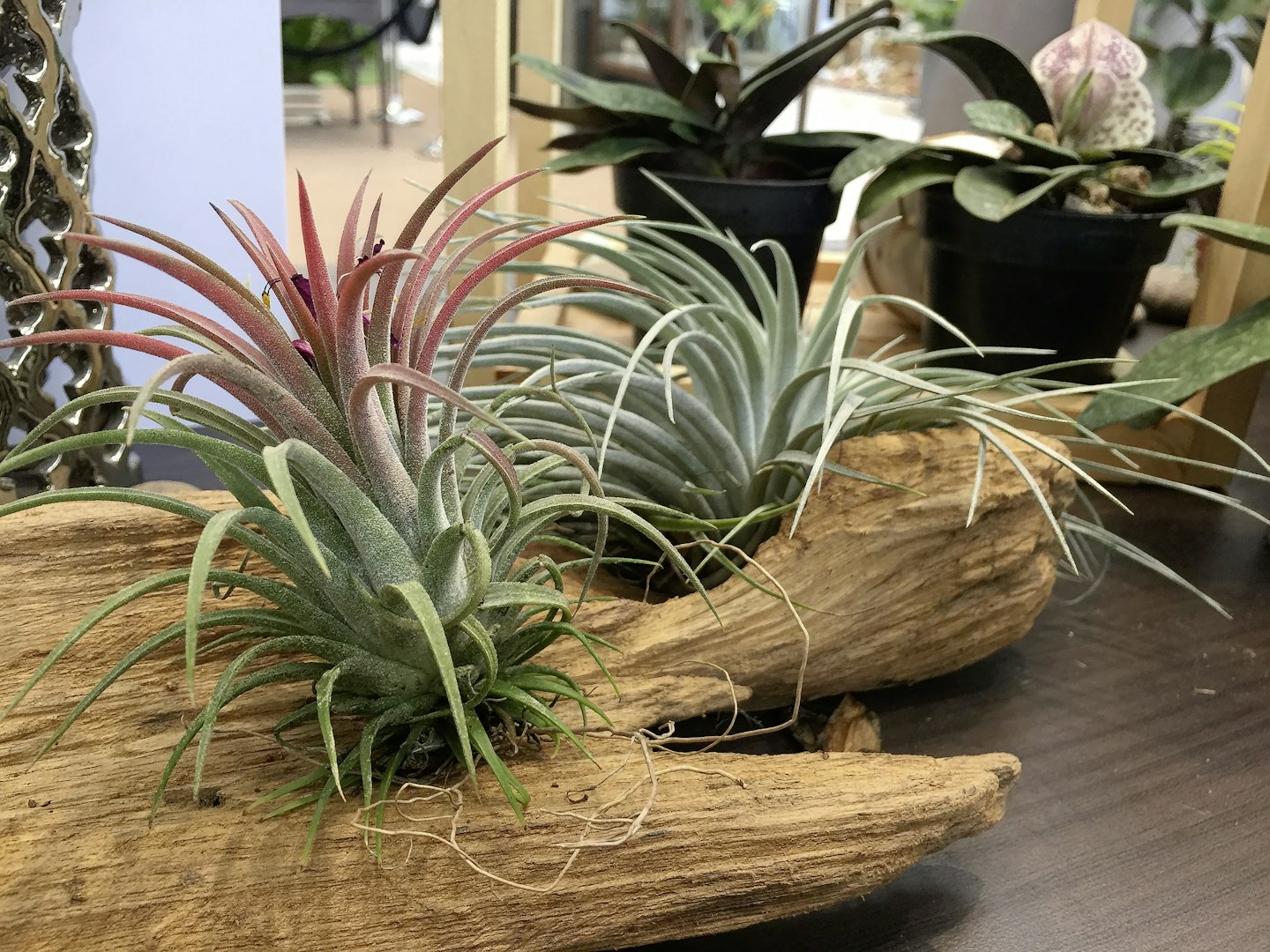 Airplants (Tillandsia)