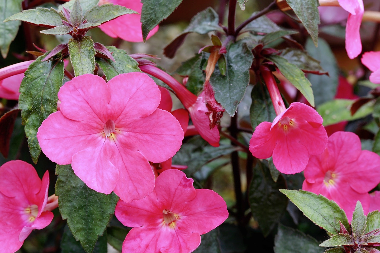 Hot water plants (Achimenes)