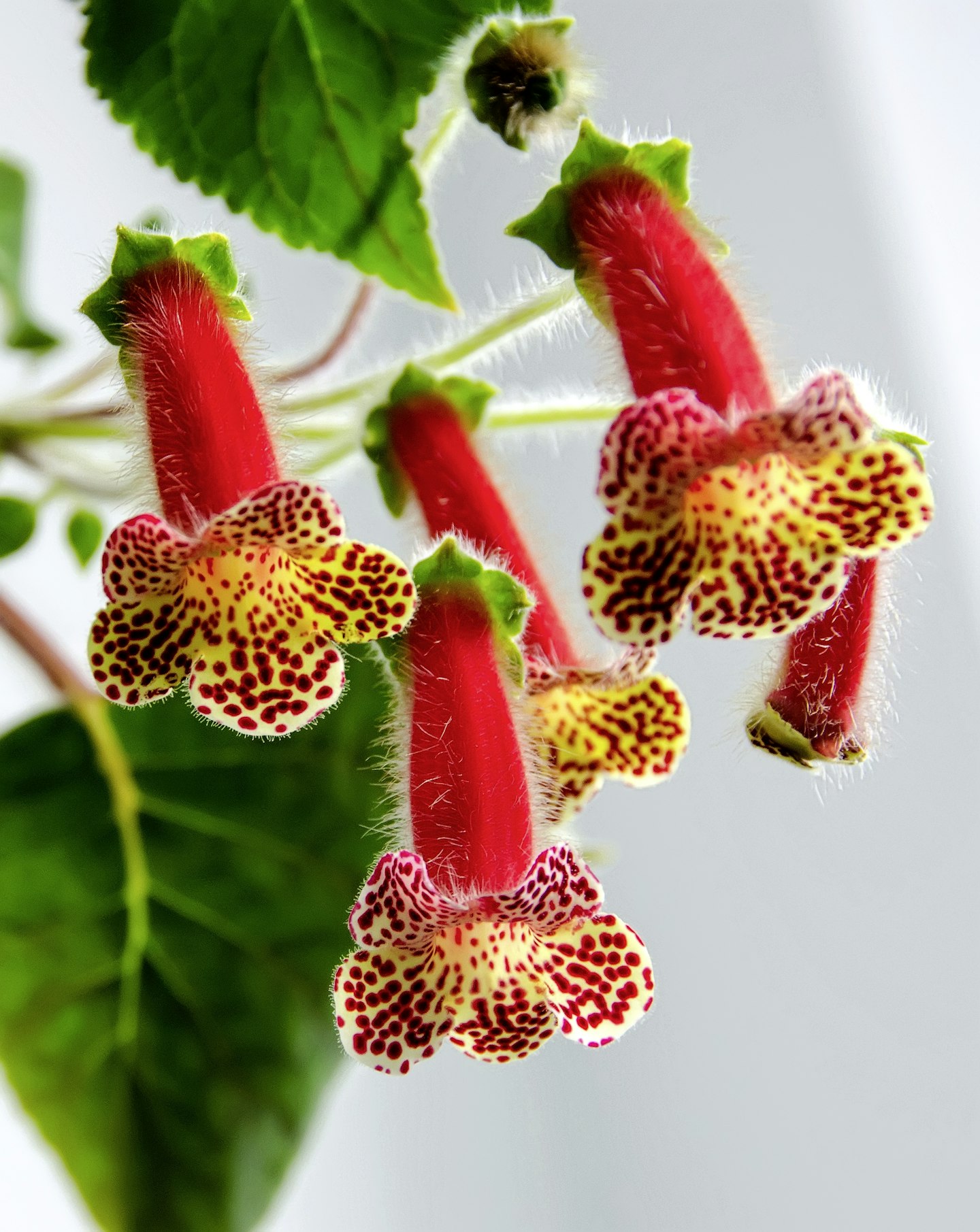 Kohleria