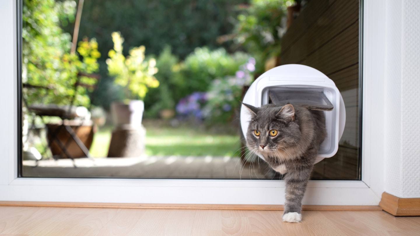 Microchip cat flap being used by a cat