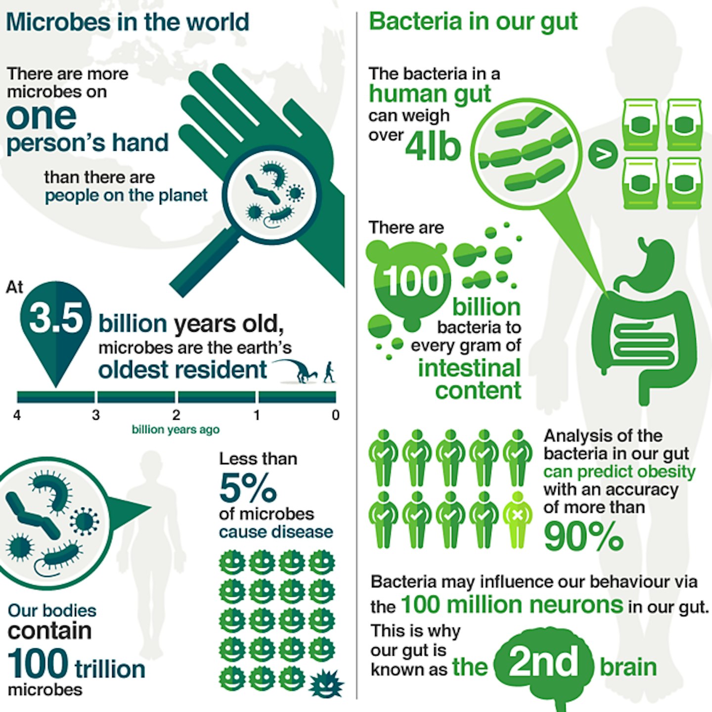 Gut health infographic