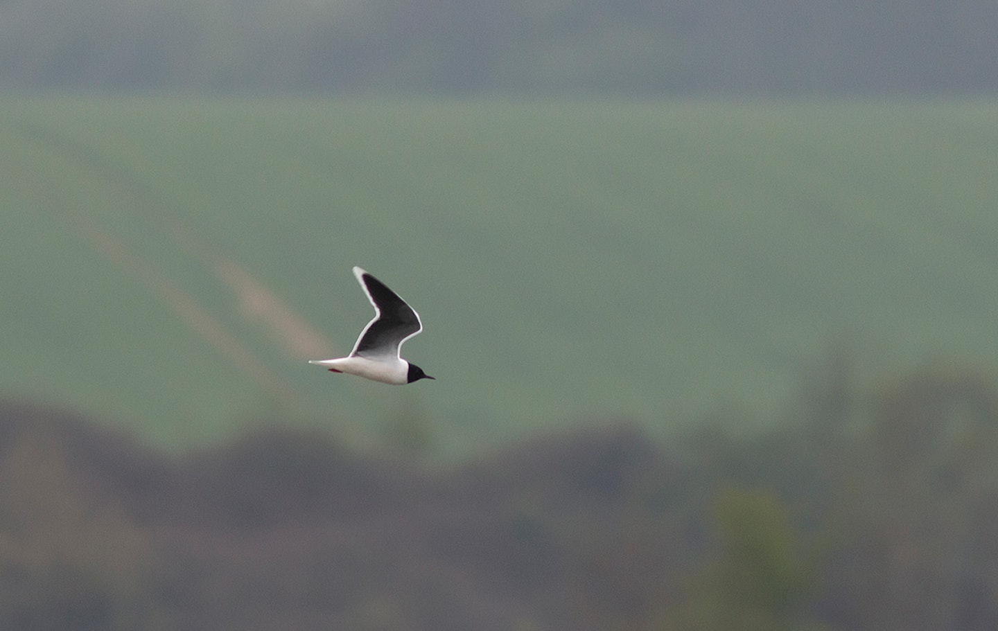 Little Gull