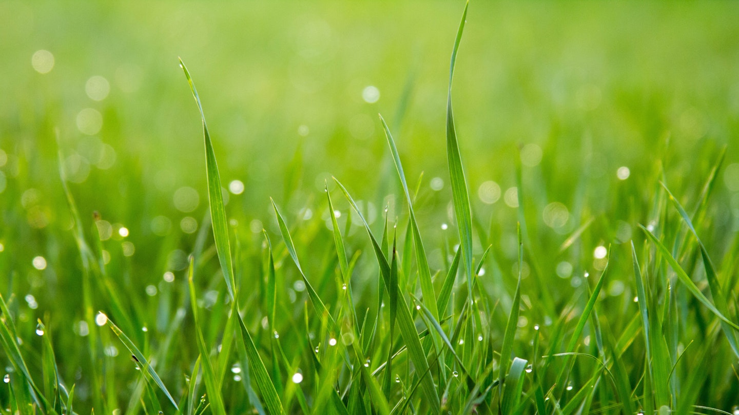 best lawn fertilisers UK