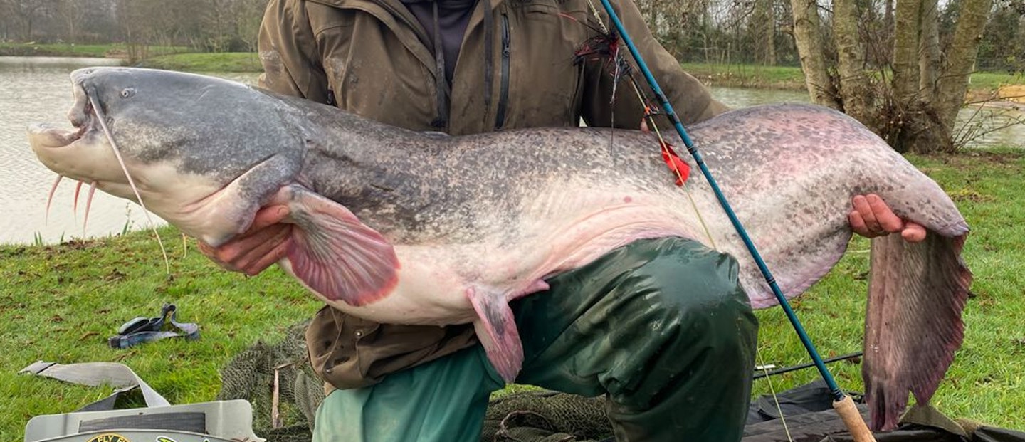 UK's Biggest-Ever Fly-Caught Catfish
