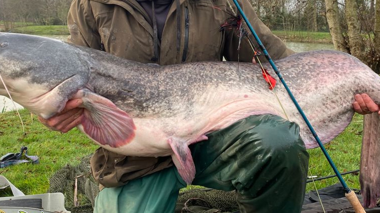 UK's Biggest-Ever Fly-Caught Catfish