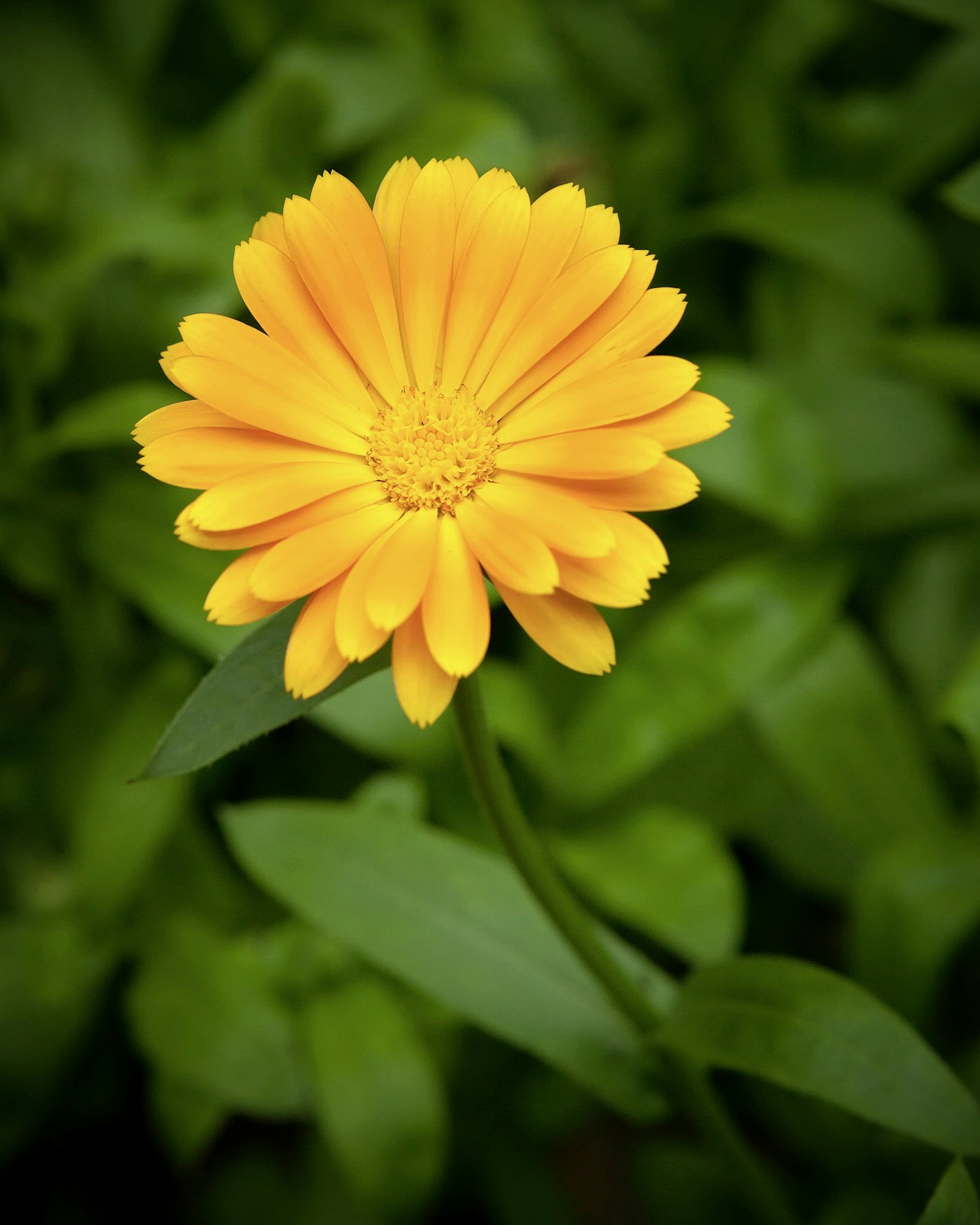 Calendula officinalis