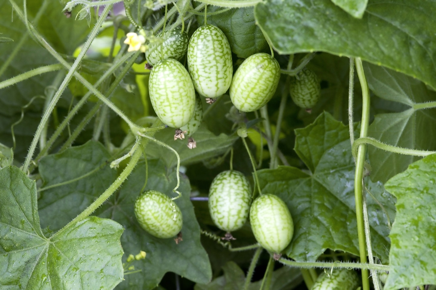 Cucamelons