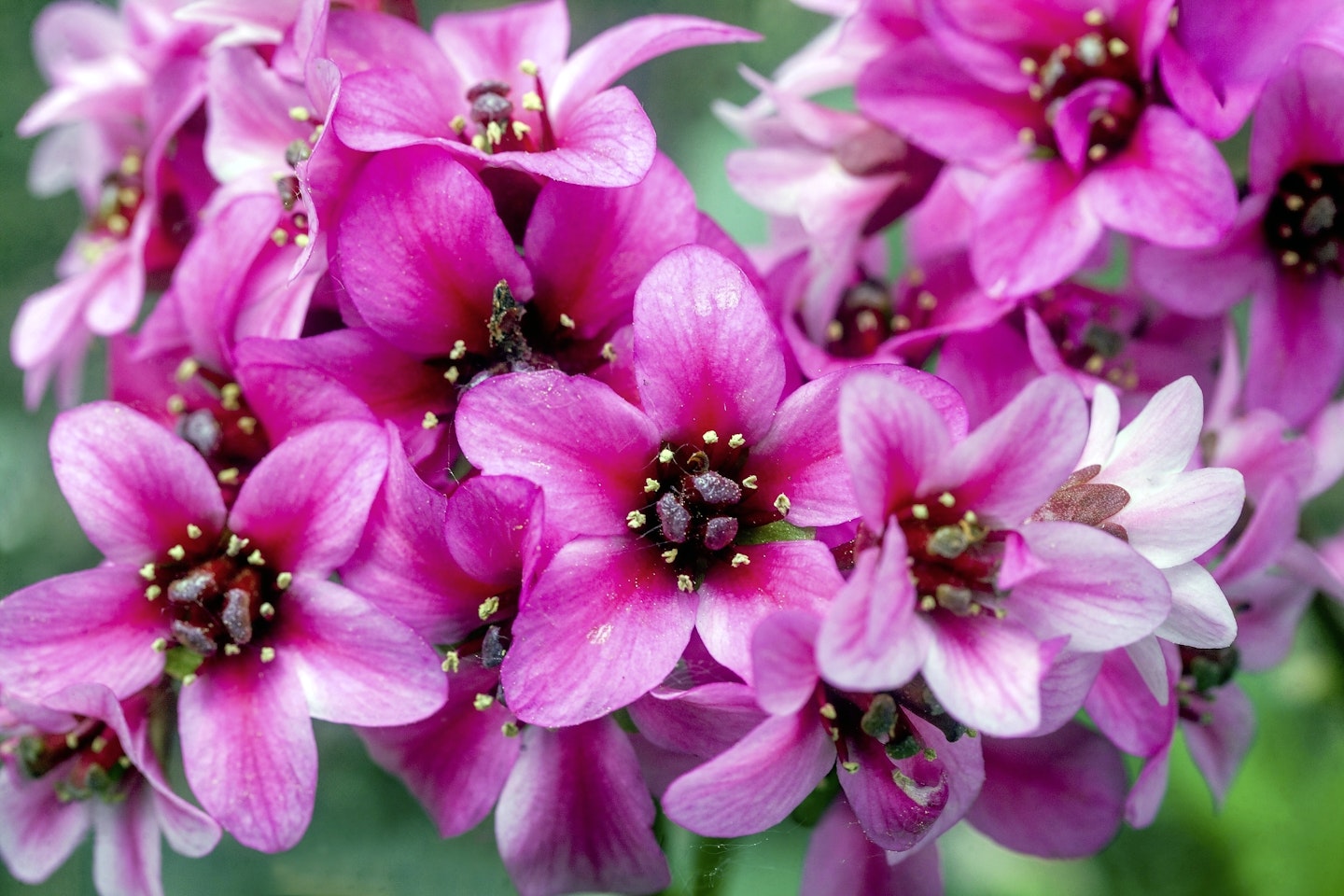 Bergenia cordifolia