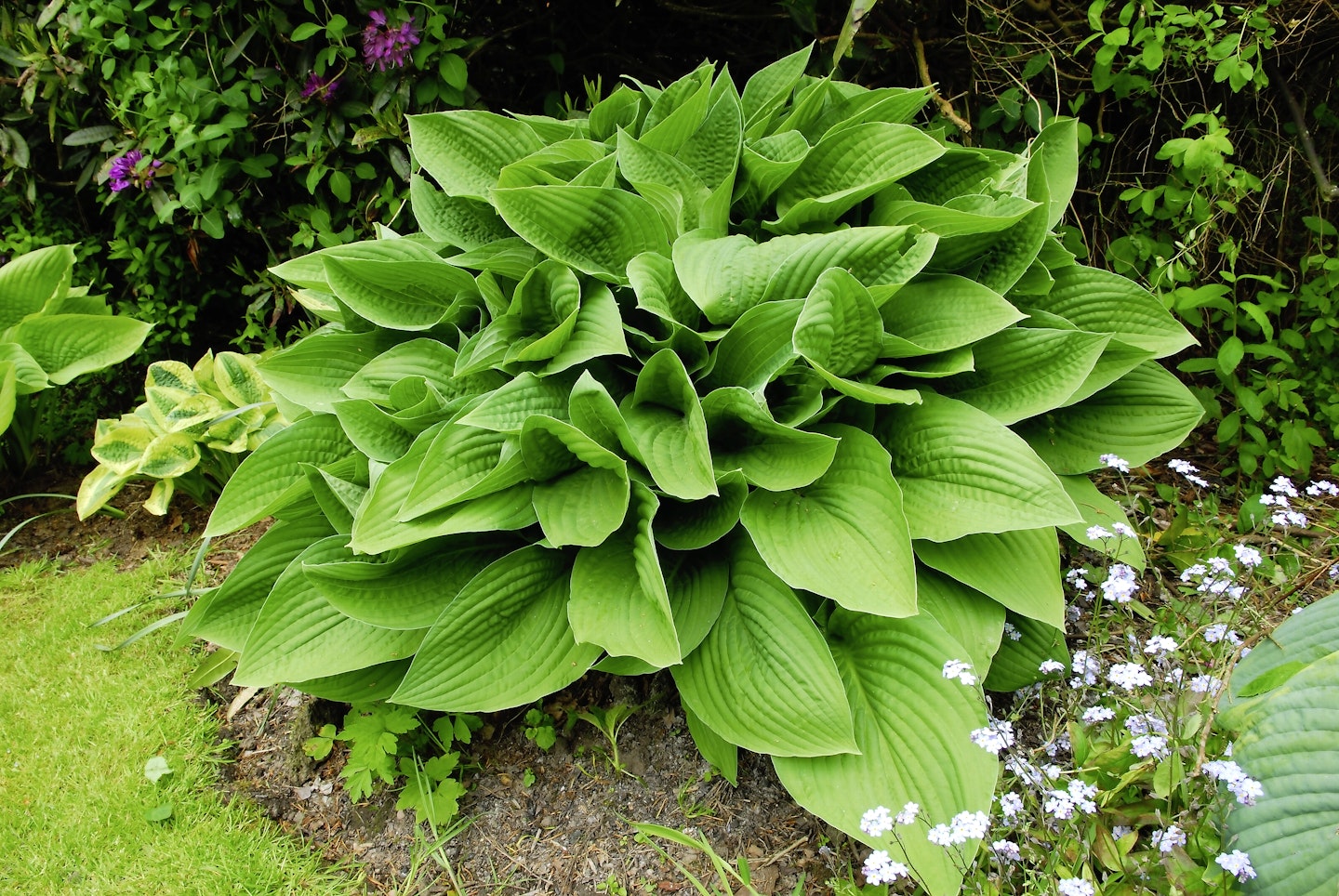 Hostas