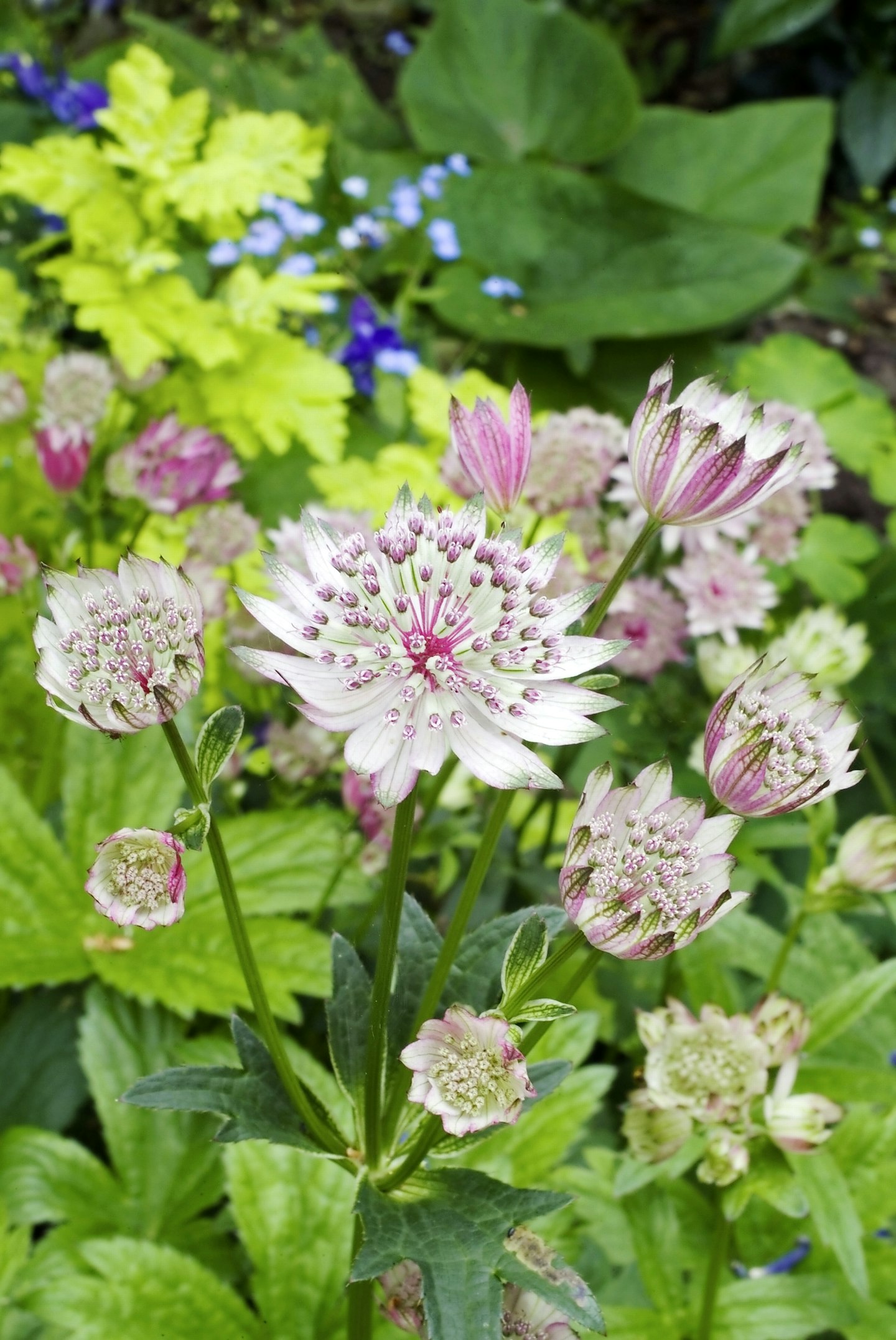 Astrantia