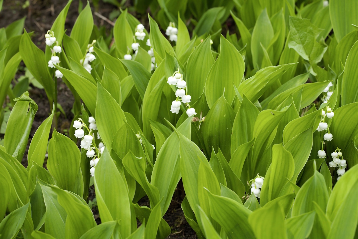 Convallaria majalis