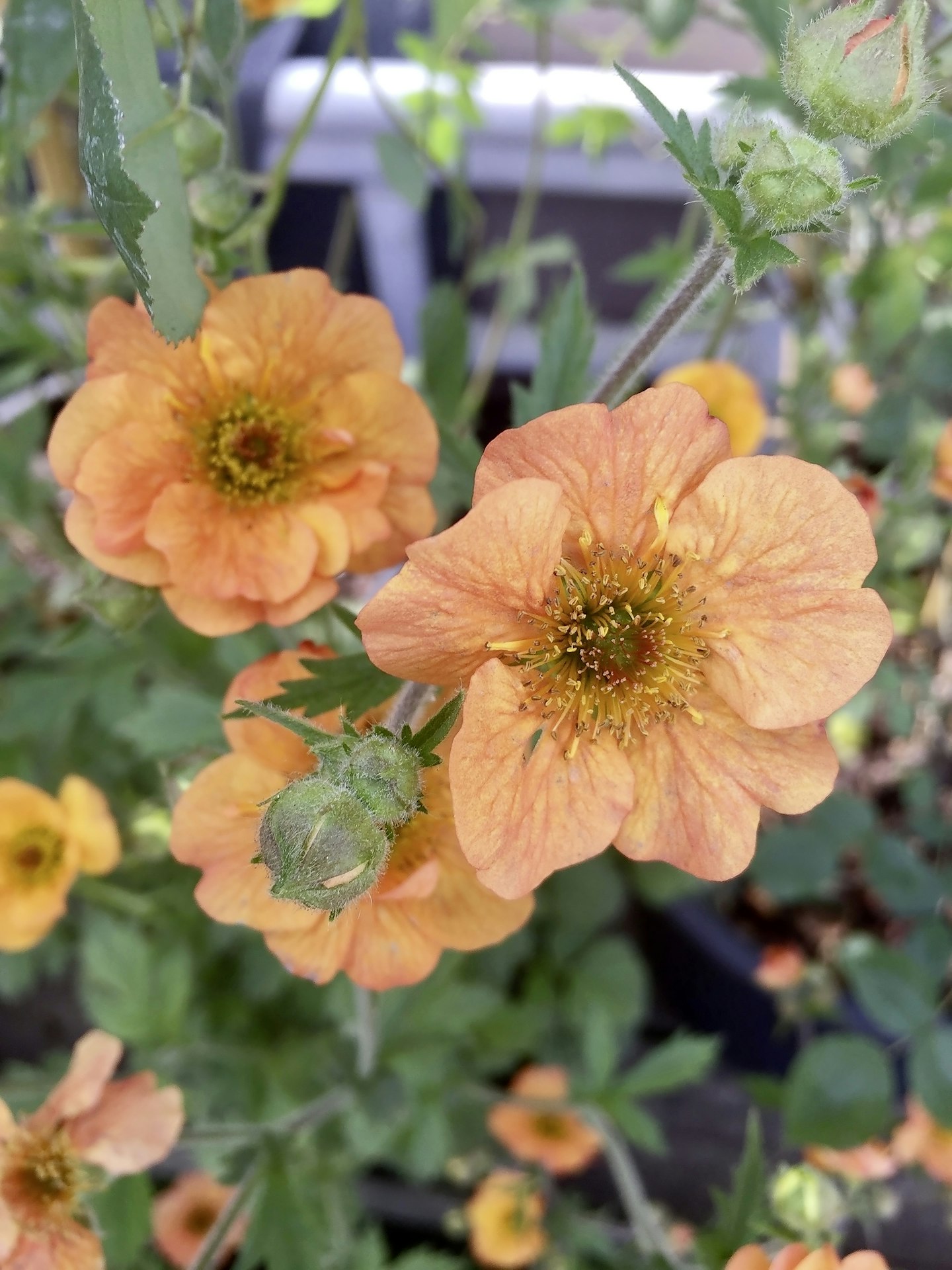 Geum u2018Totally Tangerineu2019