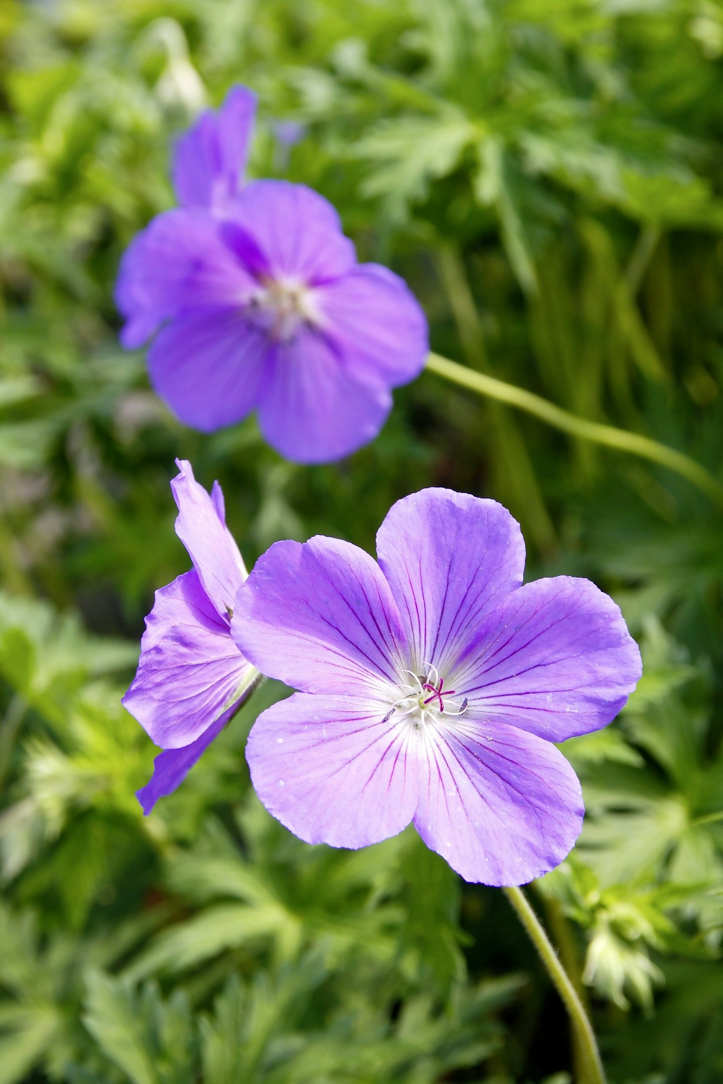 Geranium u2018Orionu2019