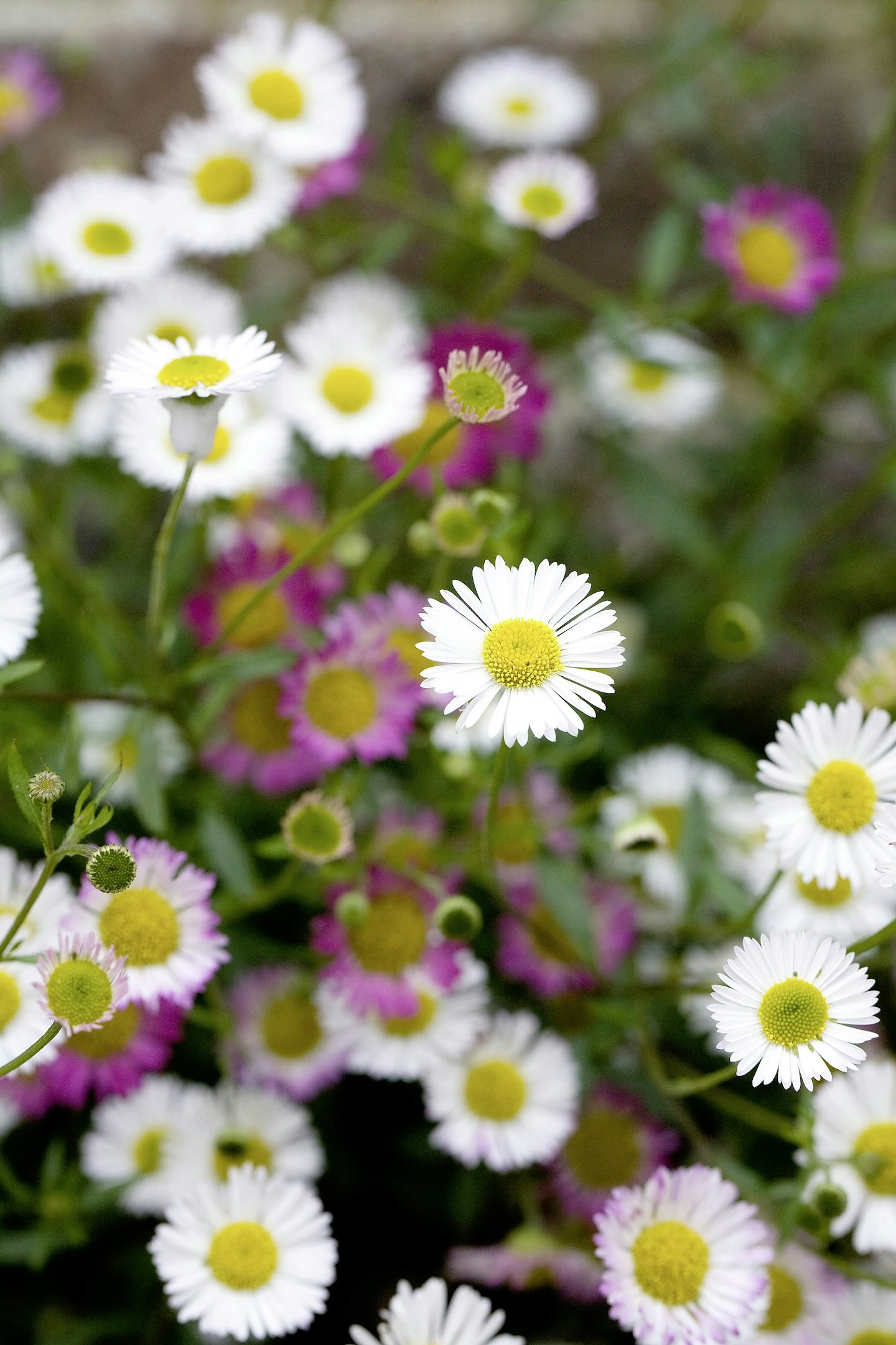 Erigeron karvinskianus