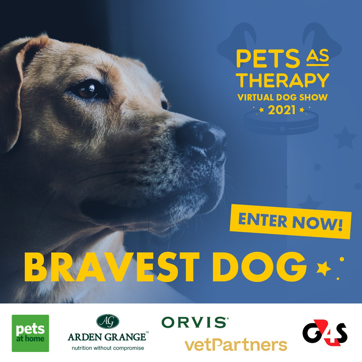 Bravest Dog pets as therapy competition
