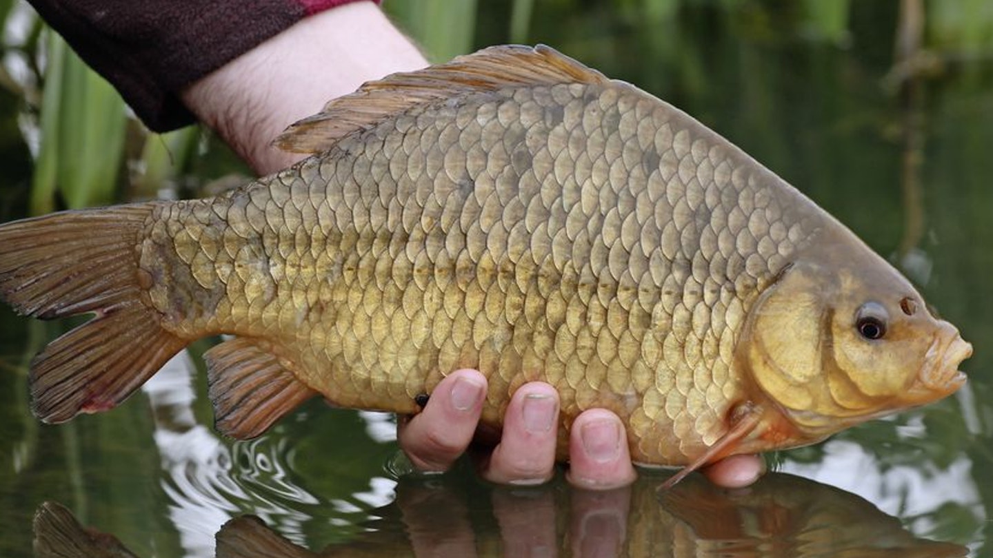 Crucian Carp Float Fishing Rig | Angling Times