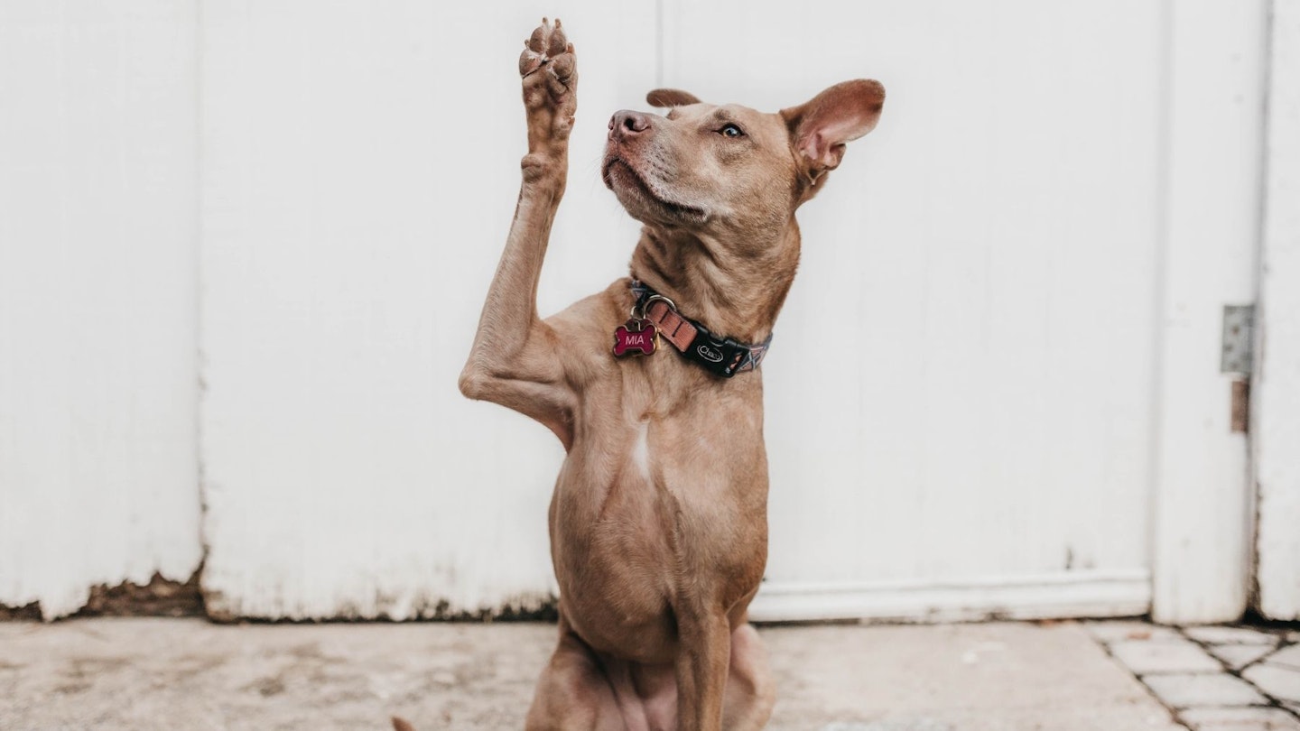 Dog wearing collar with paw in the air