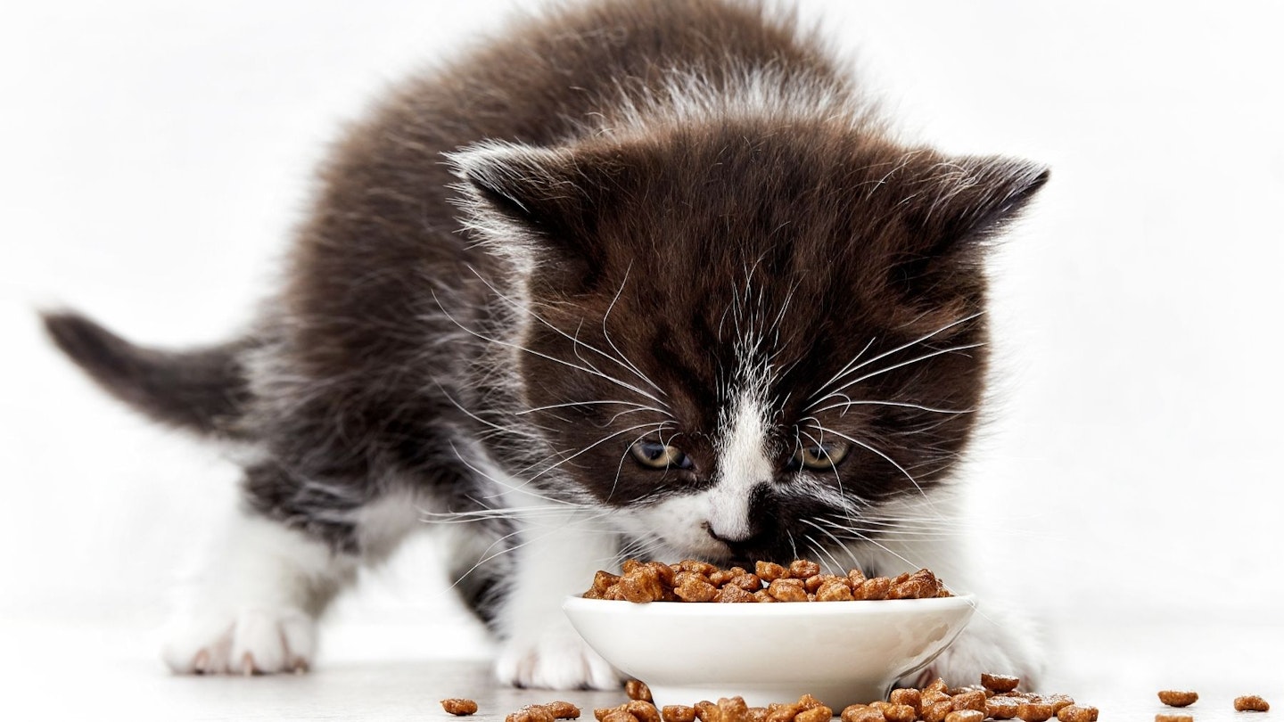 The best cat food UK for kittens 2021