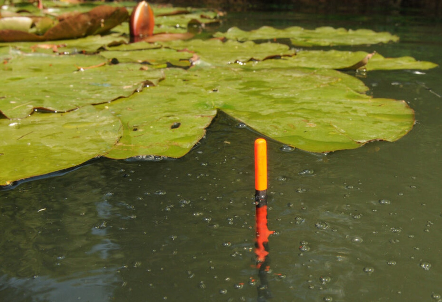 Tench bubbles around a waggler - classic!
