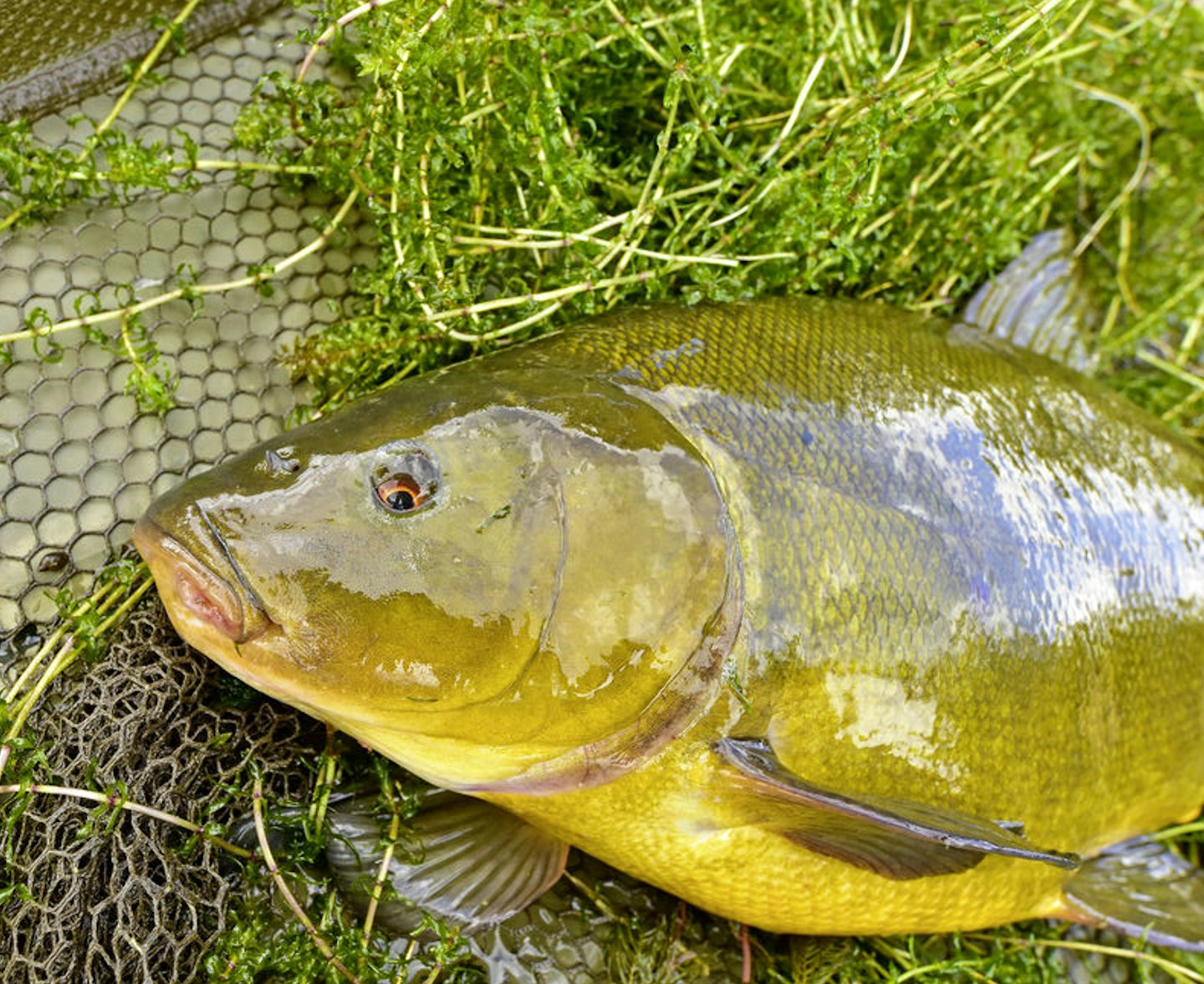 There’s something magical and mythical about tench