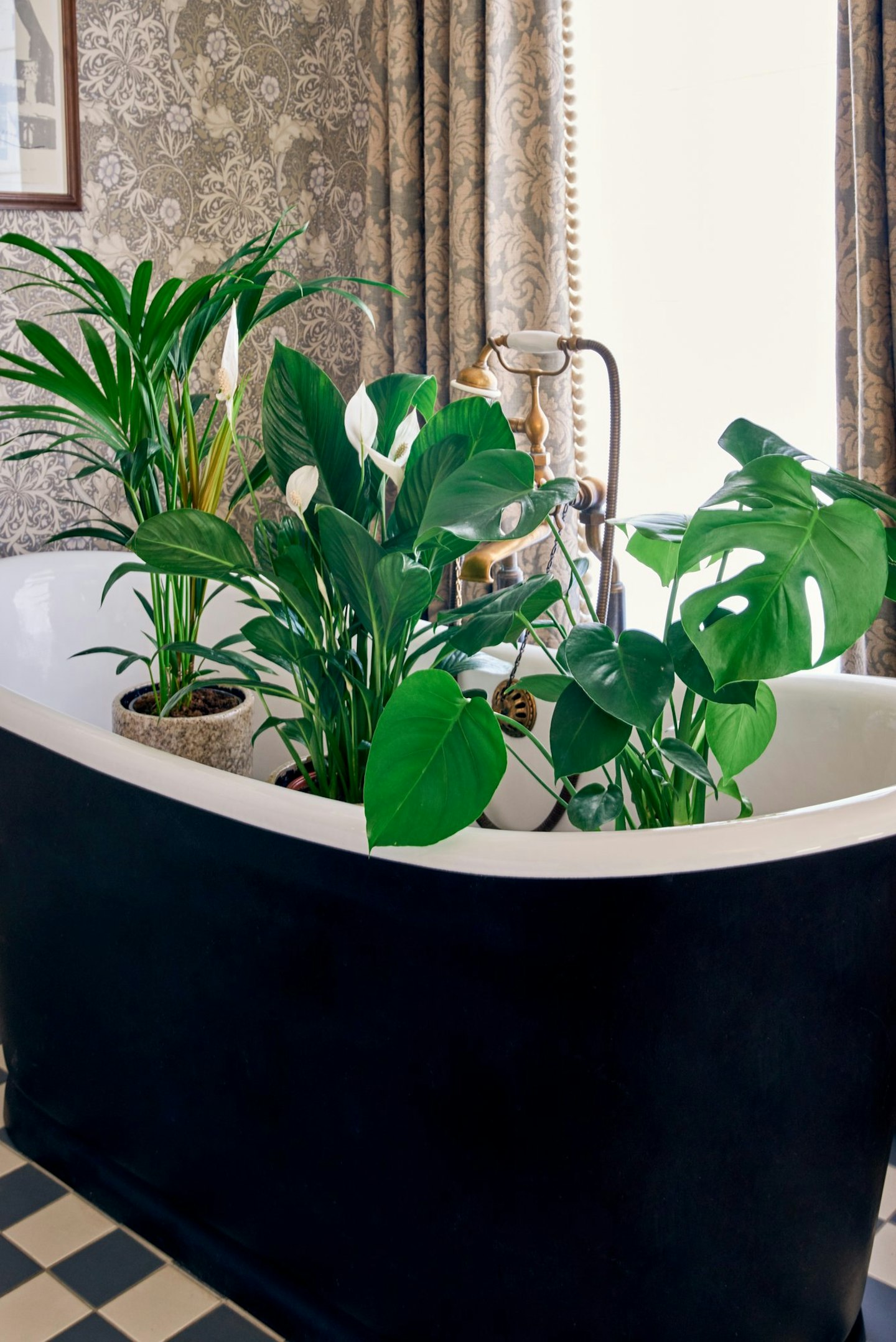 houseplants bathtub modern 