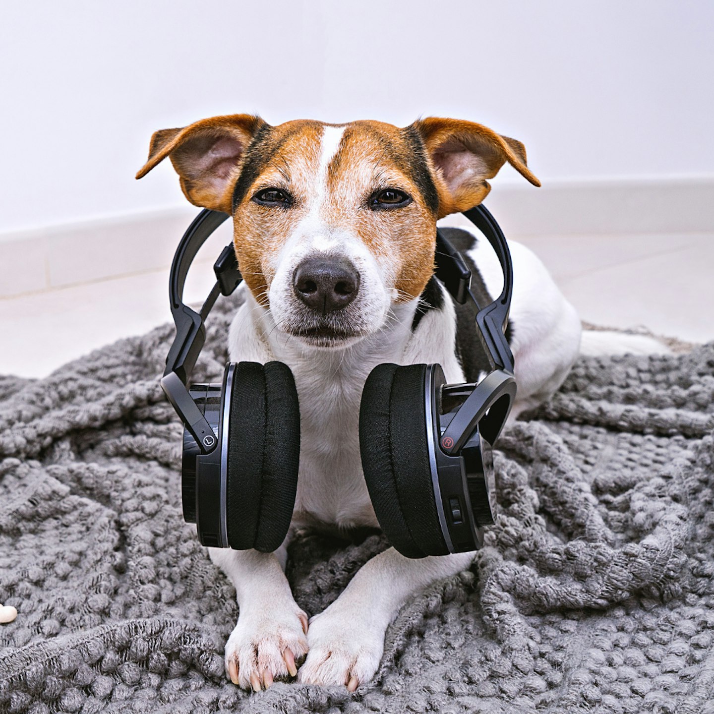 Dog in headphones