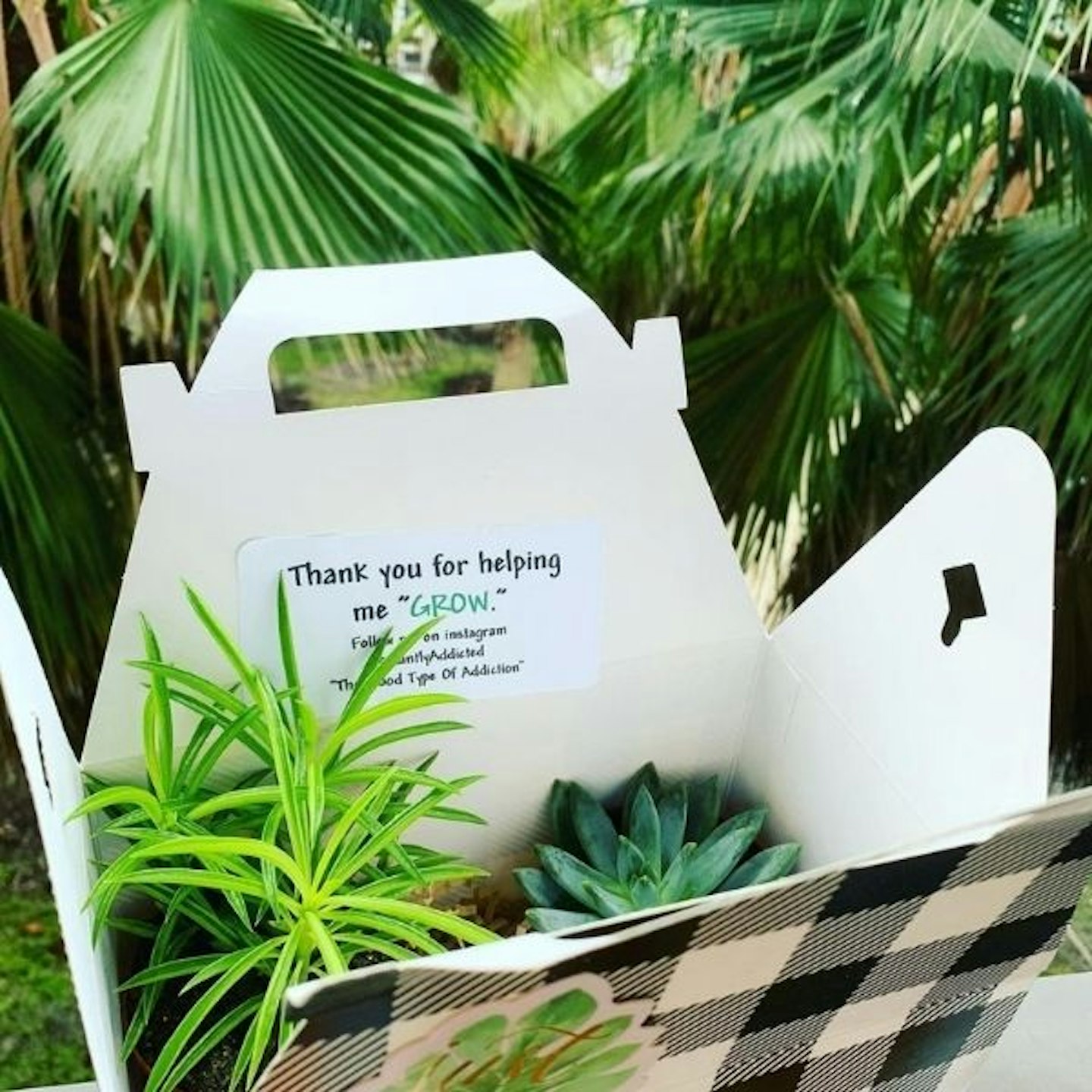Plantly Addicted 3 Month Houseplant Subscription