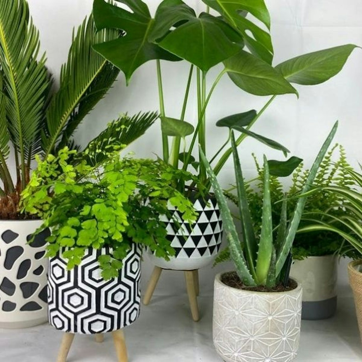 Plants By Post Houseplant Subscription