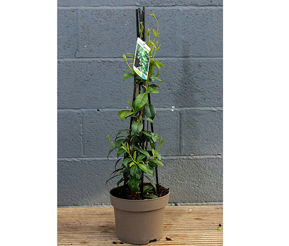 The best balcony plants UK