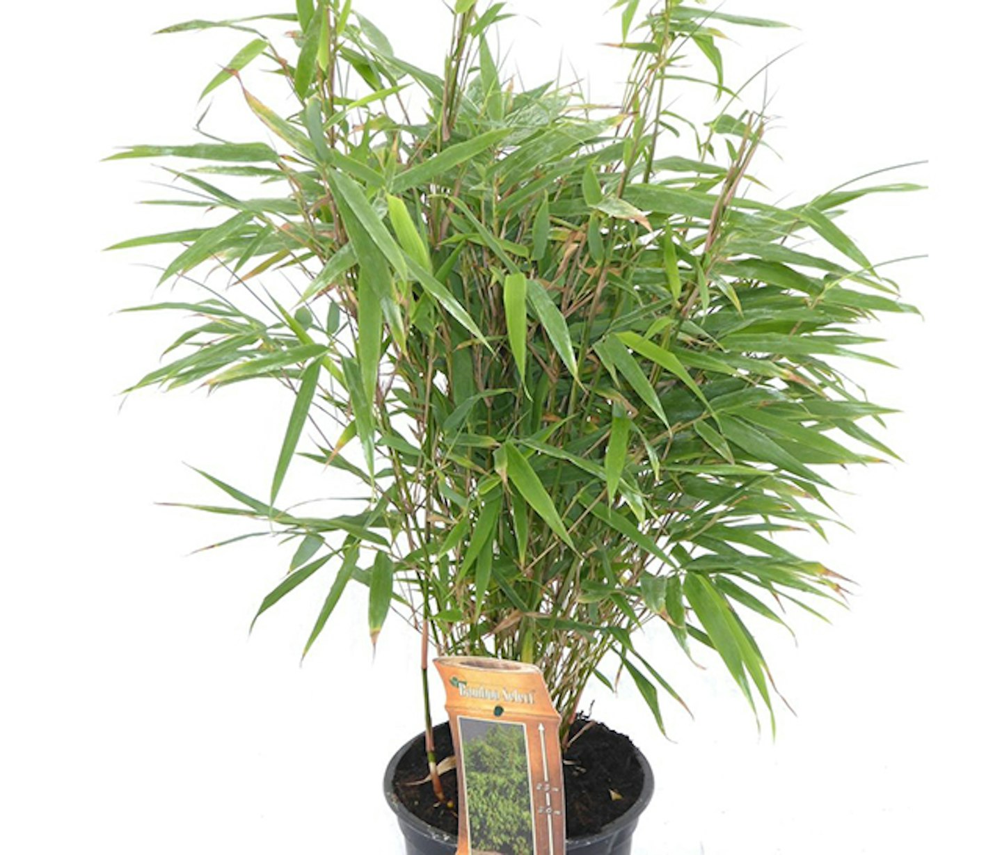 Bamboo Fargesia Rufa