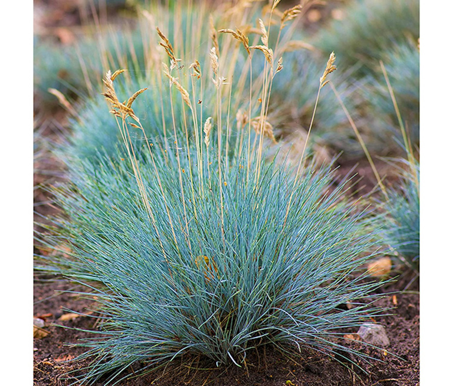 Festuca Glauca Elijah Blue