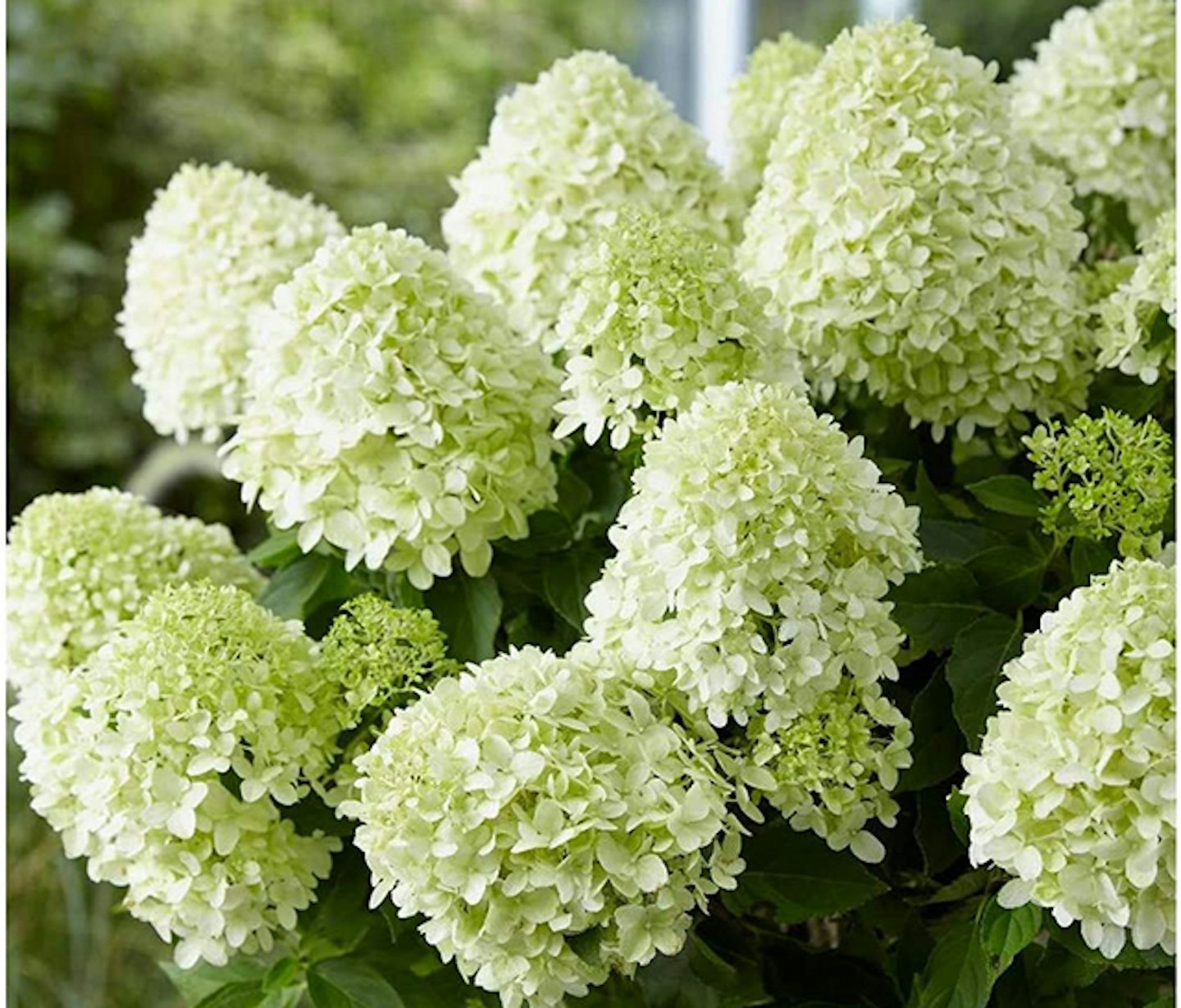 Hydrangea