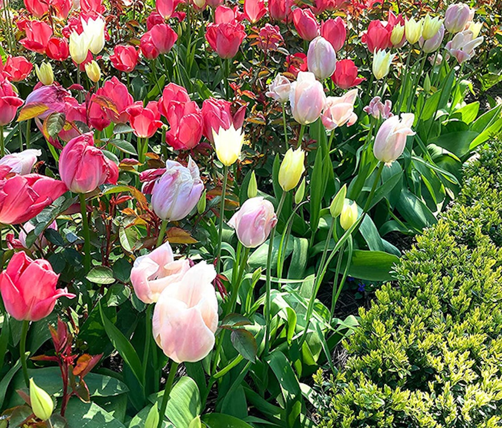 The best balcony plants UK