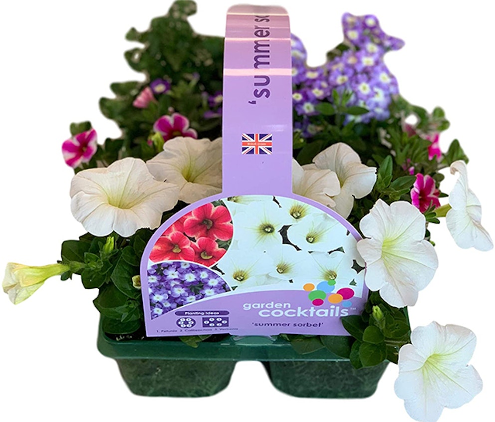 The best balcony plants UK